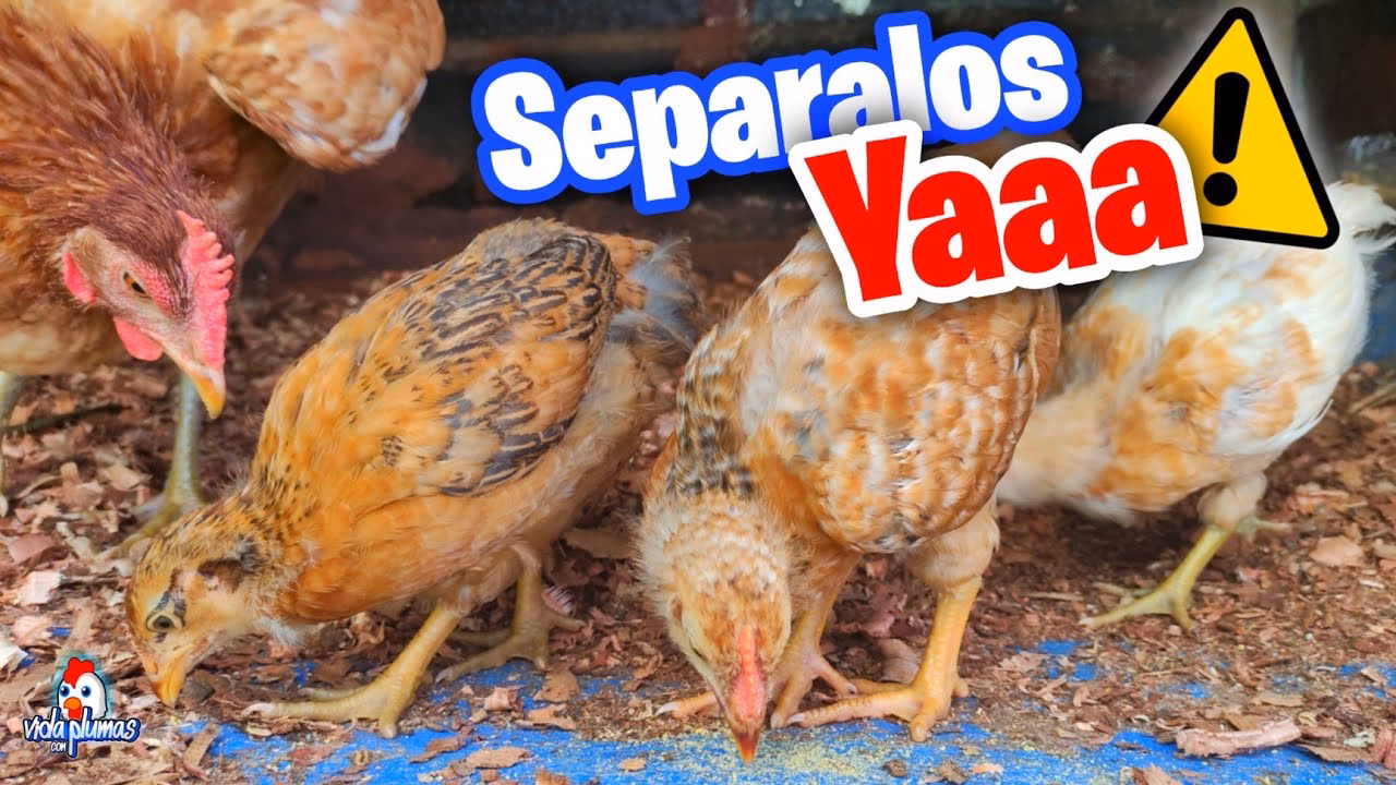 ¿Qué pasa si los polluelos tardan más de 3 días en nacer?