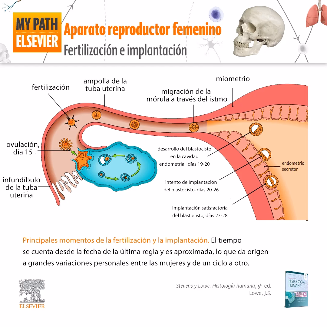¿Cuál es la correlación de los niveles hormonales y sus efectos sobre el sistema reproductivo femenino?