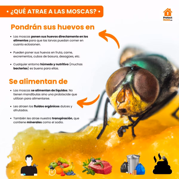¿Cómo ahuyentar a las moscas?
