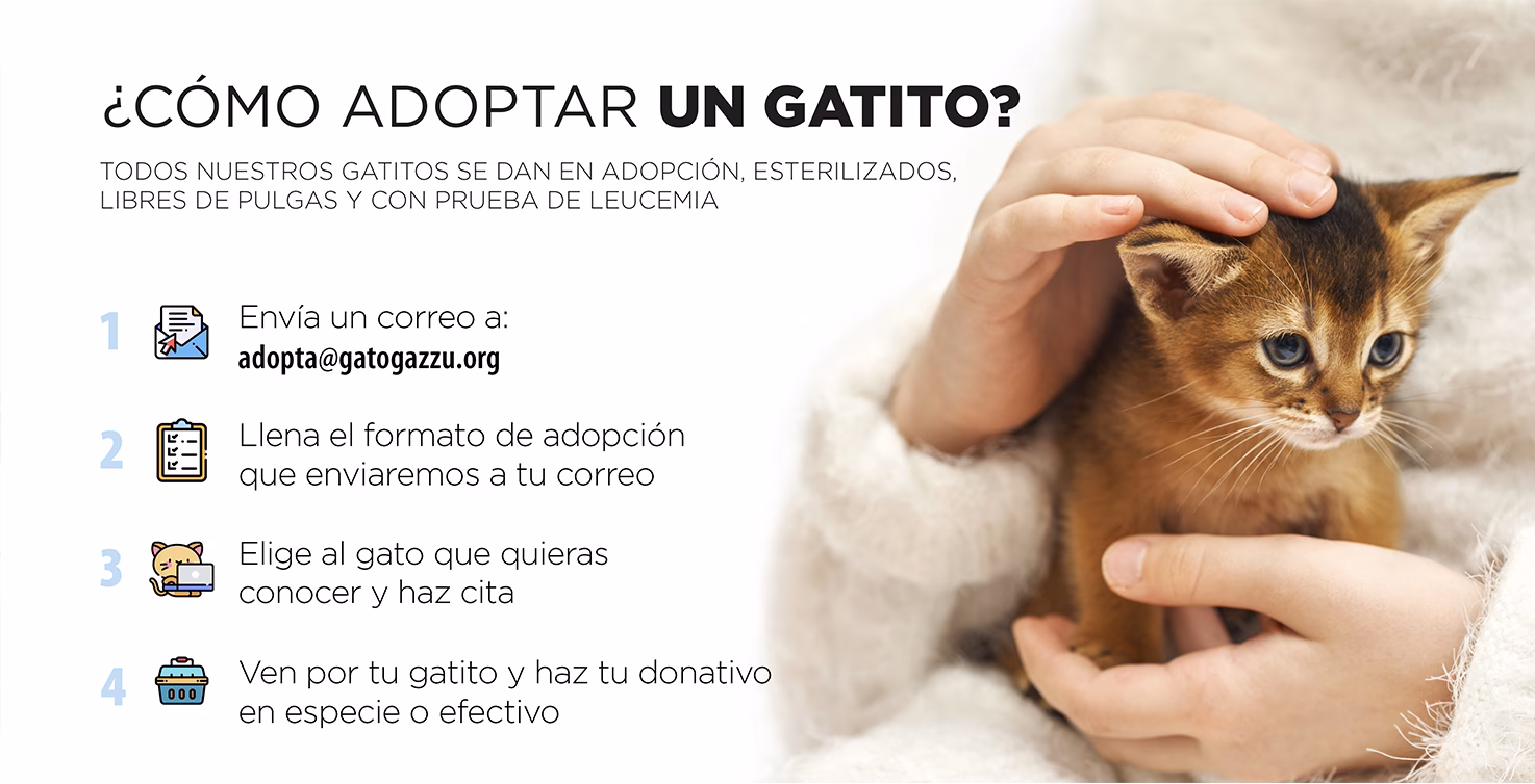 ¿Cuáles son los requisitos para tener un gato?