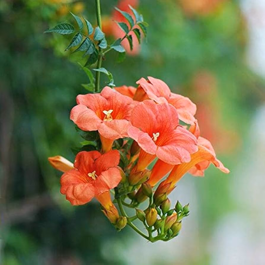 ¿Qué artículos se pueden leer con Campsis radicans o enredadera de trompeta?