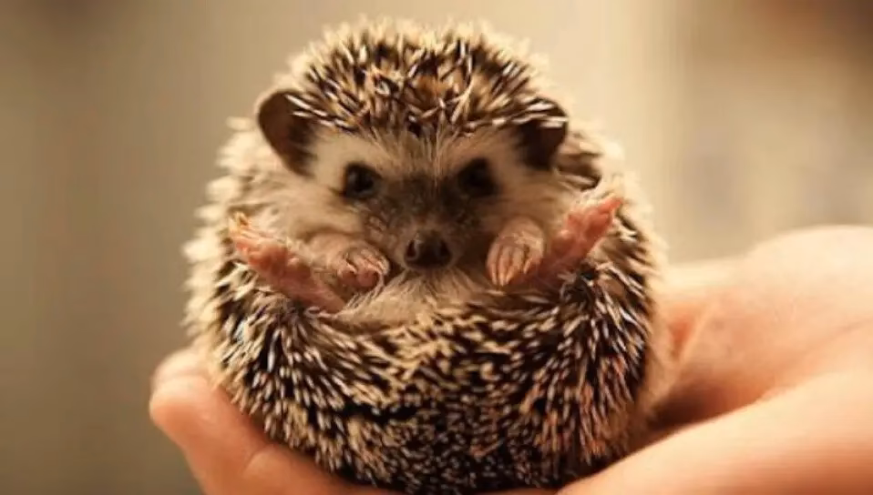 ¿Es legal comprar erizos en Argentina?