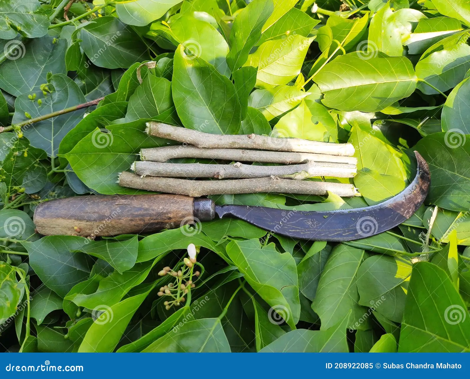 ¿Cuál es el significado de hojala?