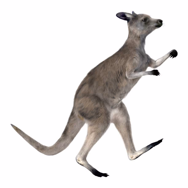 ¿Qué es el Kangaroo?