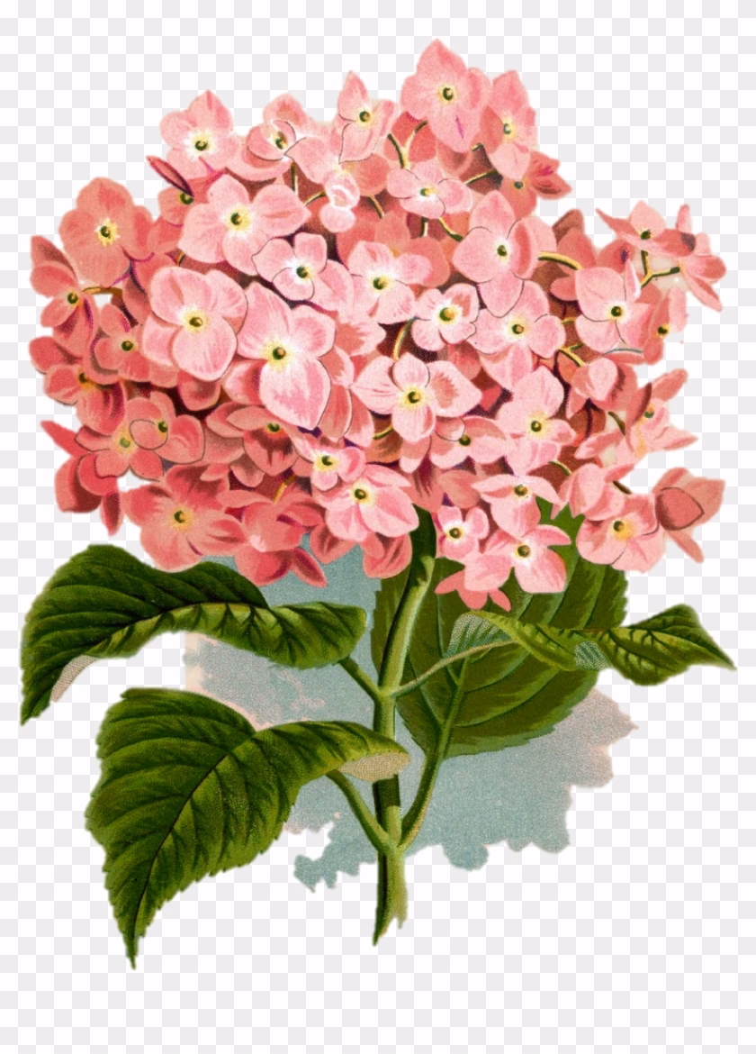 ¿Por qué comprar láminas para enmarcar de flores?