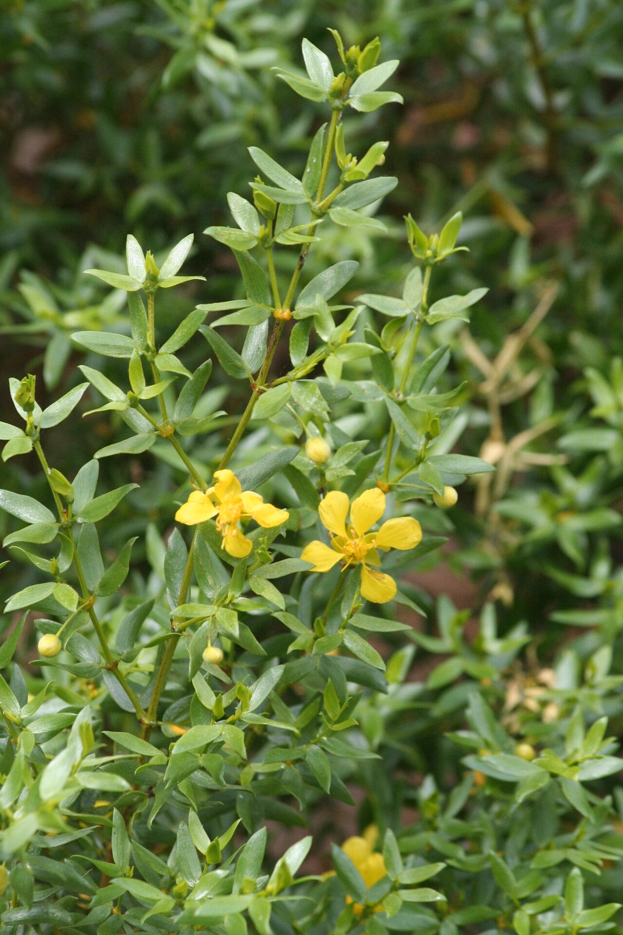 ¿Quién es la esposa de Luis Larrea?