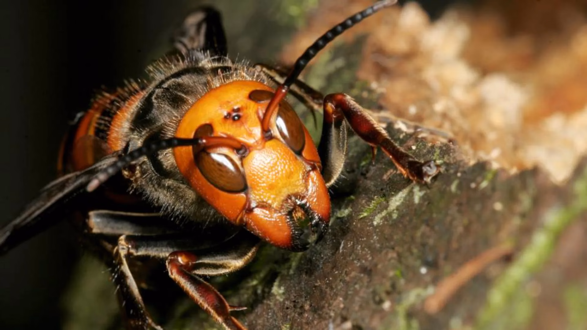 ¿Qué son los avispones y para qué sirven?