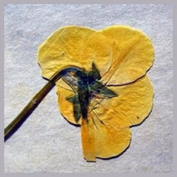 ¿Cómo conservar las flores en un libro?