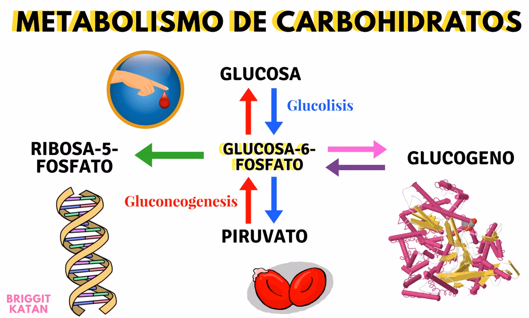 ¿Cómo se extrae la energía de la glucosa?