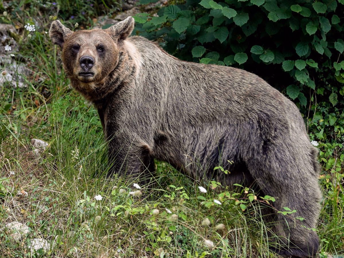 ¿Cuál es la suerte de los Pardos Libres?