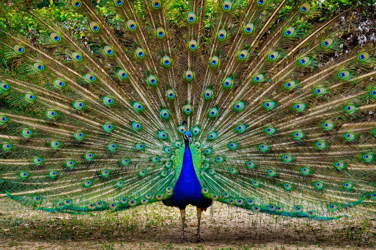 ¿Qué es el pavo real?