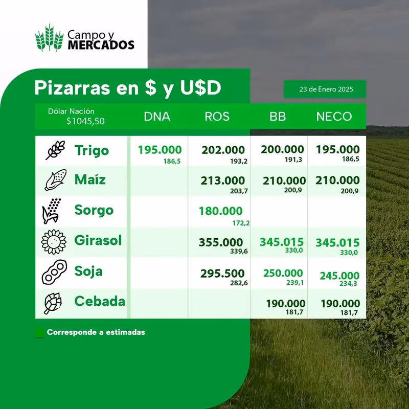 ¿Qué es el maíz pizarra Rosario?