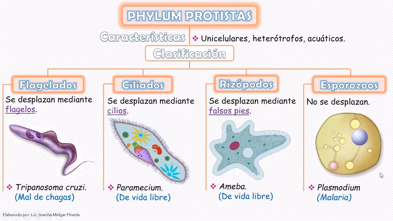 ¿Qué aporta el estudio de los protistas amébidos en México?